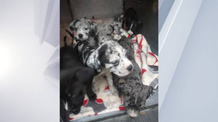 Albany pair accused of abandoning dog mom, puppies in Menands