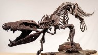 Researchers unearthed skeleton of extinct ‘hypercarnivore’ that had a taste for dinosaurs