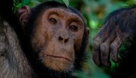 Los chimpancés beben el equivalente a una cerveza al día
