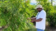 UF expert: Clumping bamboo alternative crop for struggling citrus farmers