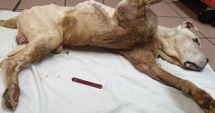 Coventry woman left her seriously ill American Bulldog in 'debilitating pain'