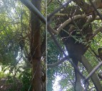 Colmenas agresivas de abejas africanizadas alteran la tranquilidad en Gran Mariscal...