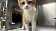 First of its kind new animal law program at U of T 'a long time coming'