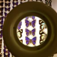 Australian scientists grapple with 'despicable' butterfly heist