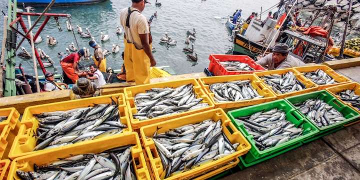 Perú toma la presidencia del Subcomité de Comercio Pesquero de la FAO