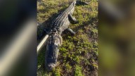 'I was just punching his head': Florida woman recalls gruesome alligator attack