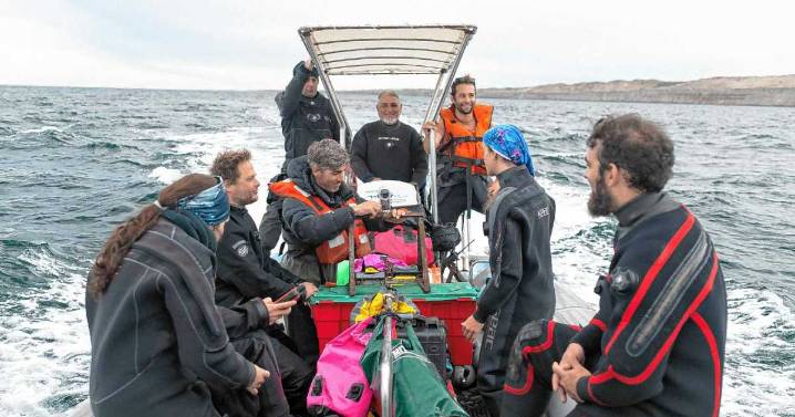 Tiburones en peligro el Golfo San Matías: manos que se embarcan para protegerlos