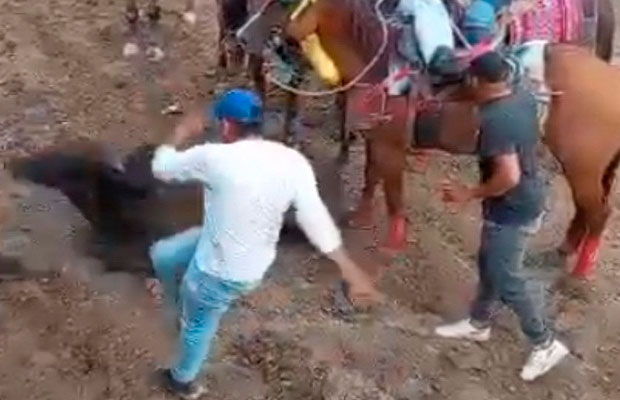 MP investiga indignante maltrato animal en la Feria de Tintorero