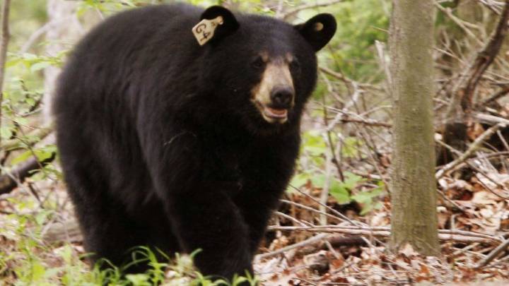 Bear struck and killed by vehicle in Granby, officials said