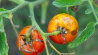 The Simple Tomato Gardening Tip You Need To Help Stop Blight Before It Starts