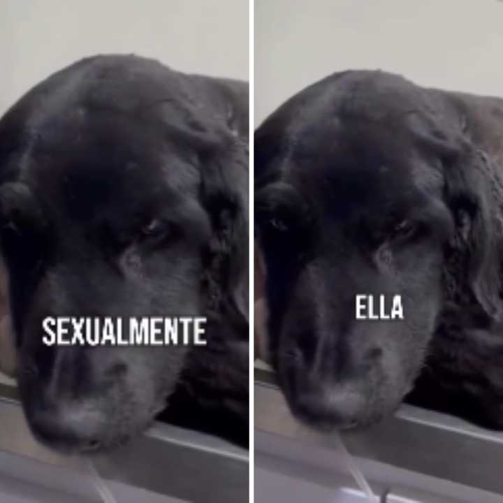 Comunidad exige justicia por brutal ataque contra perrita en Usaquén