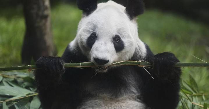La panda gigante Xin Xin es la última de su especie en América Latina; tiene 35 años