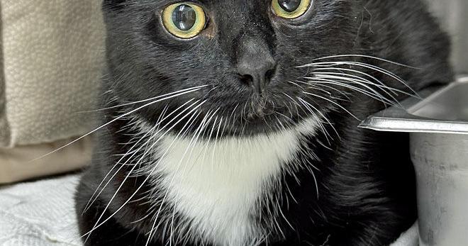 People for Cats — September 5, 2025