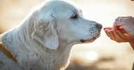 Los alimentos prohibidos para perros y gatos durante Fiestas Patrias