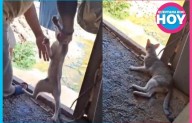 Tulum atiende caso de maltrato animal y anuncia denuncia formal ante la fiscalía