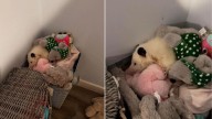 Kentucky Woman Saw A Stuffed Animal Move And Was Surprised By What Was Really There