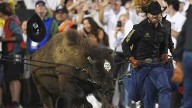 Colorado's live mascot Ralphie VII makes her debut