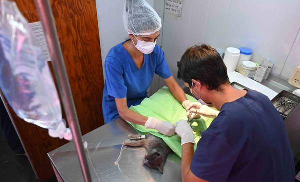 Atención y servicios destinados a mascotas