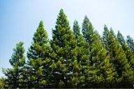How Maine's Trees Could Revolutionize Affordable Medicine