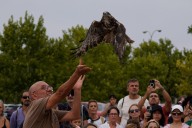 Aves rapaces recuperadas en Sevilleja de la Jara levantan el vuelo en la Peraleda 