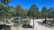 Investigan posible reclutamiento voluntario de jóvenes al crimen organizado en la sierra de Chihuahua