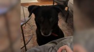 Tennessee Dog Surprises His Owner With A Thoughtful Gesture During Cleaning
