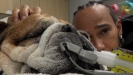 Lewis Hamilton, devastado por la salud de Roscoe: "Cada vez que recibo un mensaje de la señora que lo cuida, se me para el corazón"