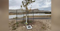 Green River Tree Dedicated to Memory of 11
