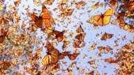 Ya ingresó a Tamaulipas la caravana de migrantes masiva de Canadá y EU, la mariposa monarca