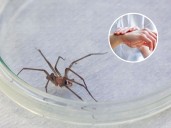 Araña de rincón en Chile: esta es la característica clave para identificarla (y así puedes mantenerla alejada)