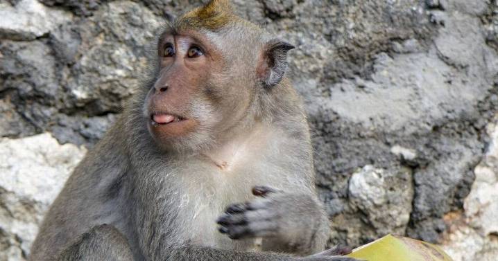 Schoolgirl mauled by vicious monkey as it sinks teeth into her neck on holiday