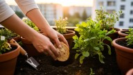 Colocar pan duro en la tierra de las plantas: por qué recomiendan hacerlo y para qué sirve