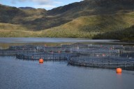 El pescado chileno gana terreno en Rusia