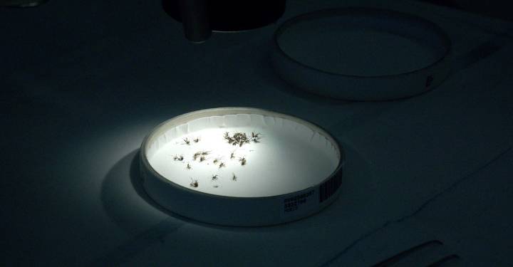 Inside Texas’s grand laboratory of dangerous mosquitoes