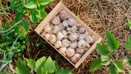 Why You Need To Not Skip The Mulch On Your Garlic This Fall (And How To Use It)