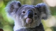 Australia aprueba la primera vacuna del mundo para proteger a los koalas de la clamidia