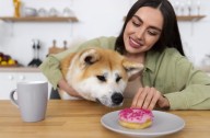 Cómo prevenir obesidad y problemas digestivos en mascotas tras el verano