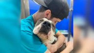 Severely Neglected Stray Dog In Michigan Longs For Love And Melts Into His Caregivers’ Arms