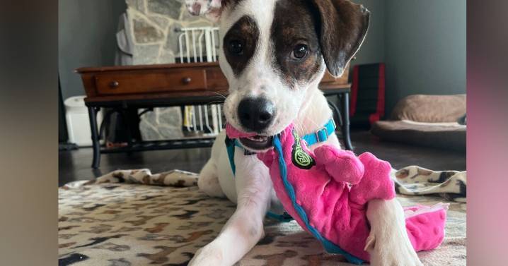 Pets on Set: Bugsy