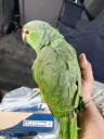 Rescatan loro frente roja víctima del tráfico ilegal
