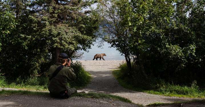 Meet the 2025 Fat Bear Week contenders as Alaska national park kicks off voting