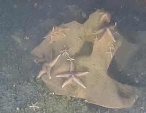 Sea life thriving on unexploded Nazi bombs, sub discovers