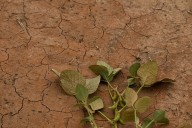 Una paradoja que se agrava. América Latina y el Caribe, la tierra del agua desafiada por la sed