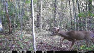 Send us your trail-cam pics: We’re looking to showcase your best remote wildlife shots