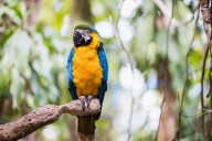 Free admission during summer to Jungle Island, Miami