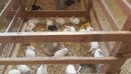 Una granja en casa tiene múltiples beneficios; te contamos cómo iniciarla