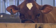 “The Best Little Fair in the Land” starts on Friday