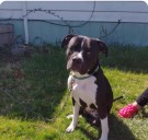 No criminal charges for Saginaw County Animal Control staff after cruelty probe