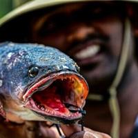 Sri Lanka tries to hook anglers on invasive fish species