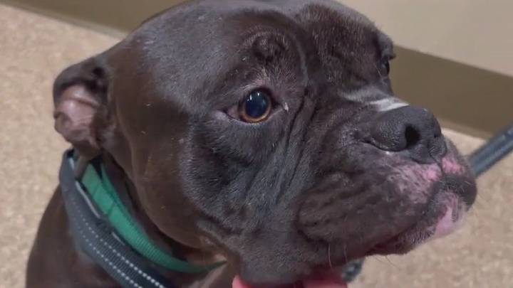 Bulldog survives shooting, leg amputation thanks to Space Coast animal rescue